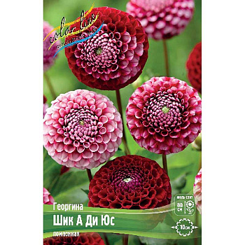 Георгина Шик А Ди Юс I 15 шт Шоу-бокс 9125