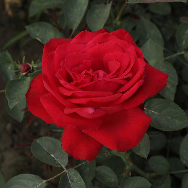 Роза чайно-гибридная Софи Лорен Садовита