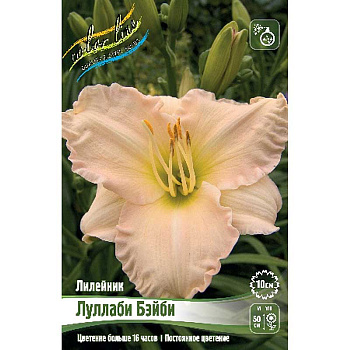 Лилейник Луллаби Бэйби I 1 шт 