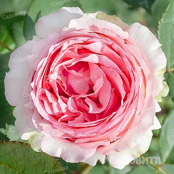 Роза плетистая Пьер де Ронсар Садовита