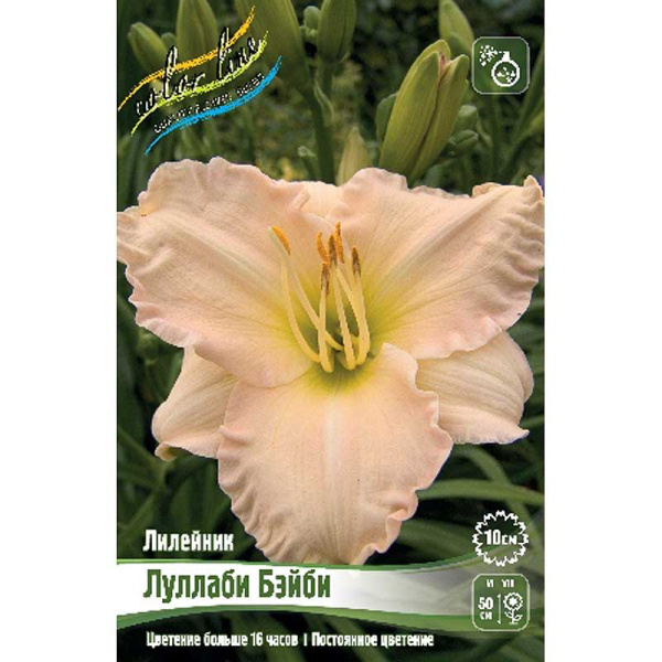 Лилейник Луллаби Бэйби I 1 шт 