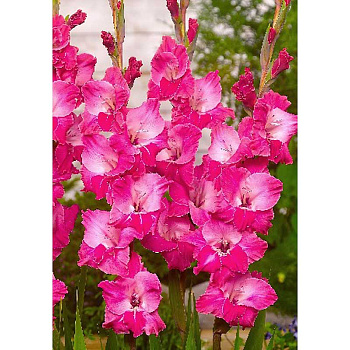 Гладиолус Фэйртейл Пинк 10/12 8 шт