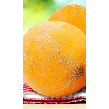 Дыня Колхозница 749/753 1гр Садовита Ц