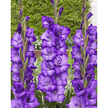 Гладиолус Маув Мьюс 10/12 3 Эконом шт 