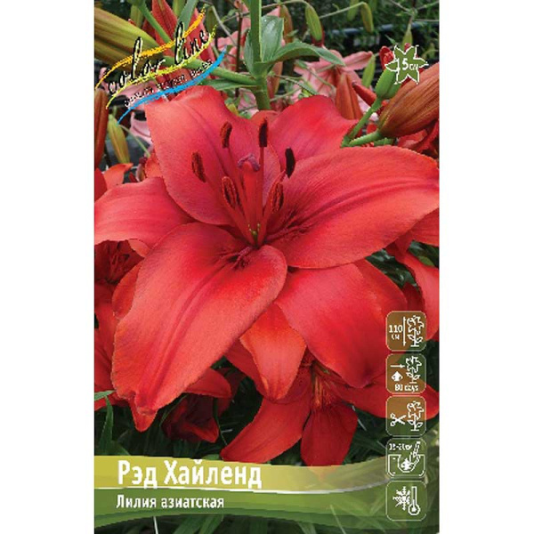 Лилия Рэд Хайленд 12/14 25 шт Биг-пак 11073