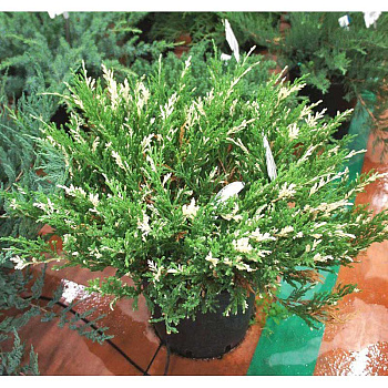 Можжевельник Горизонтальный Андорра Вариегата P9 15-20 шт