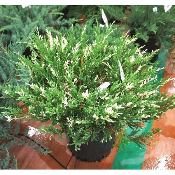 Можжевельник Горизонтальный Андорра Вариегата P9 15-20 шт