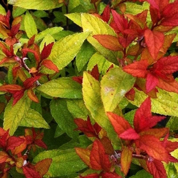 Спирея Японская Голдфлэйм P9