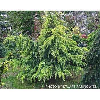 15885 Кедр Гималайский Филинг Санни C5 80-100 ,шт