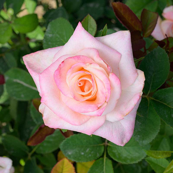 Роза Чайно-гибридная Вип Нью Мисс Садовита