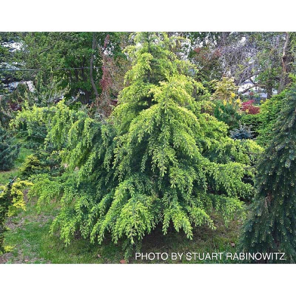 15885 Кедр Гималайский Филинг Санни C5 80-100 ,шт