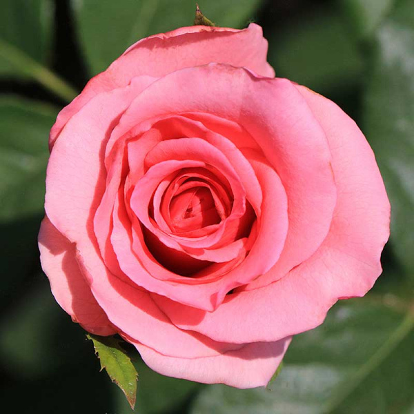 Роза флорибунда Европа Садовита