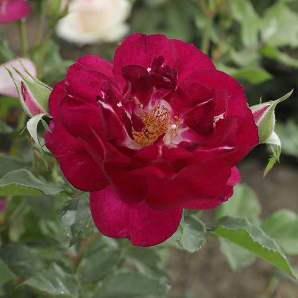 Роза Канадская (флорибунда) Кримсон Айс Садовита