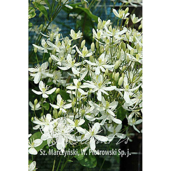 Клематис Маньчжурский P9 шт