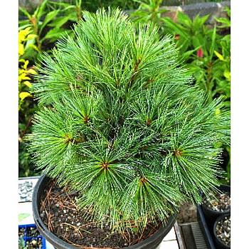 Сосна Веймутовая Видовая Норма P9