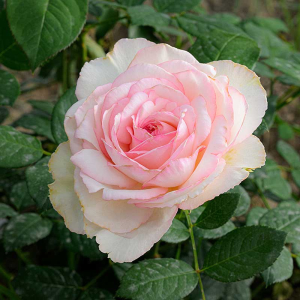 Роза чайно-гибридная Бидермейер гарден Садовита