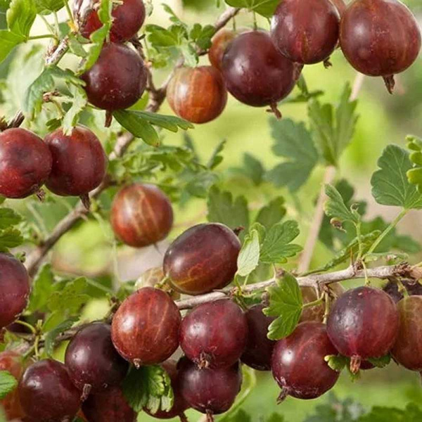 Крыжовник Финик Садовита