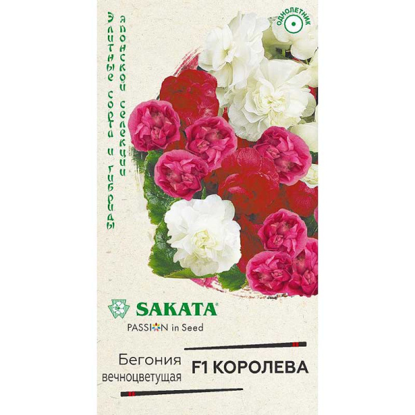 КОМ Бегония Королева махр. Гавриш Ц 