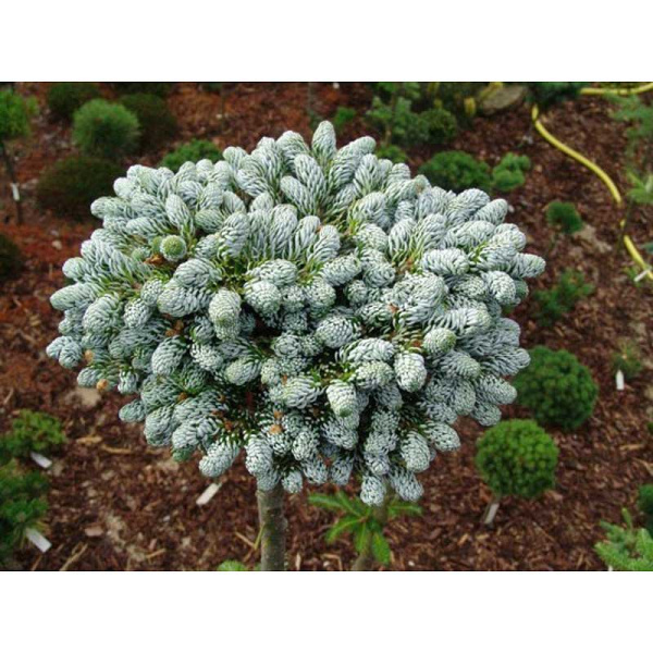 11150 Пихта Корейская Когоутс Айсбрекер C7,5 20-25cm ,шт