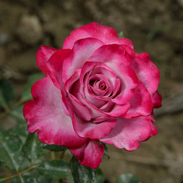 Роза чайно-гибридная Моди Блю Садовита