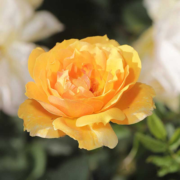 Роза шраб Жоэль Маруани Садовита