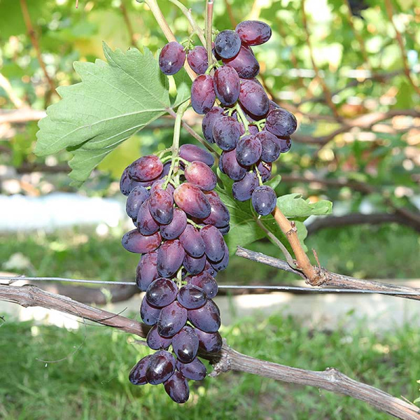 Виноград Красотка Очень ранний Садовита