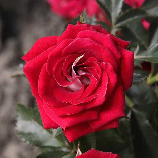 Роза спрей Руби Стар Садовита