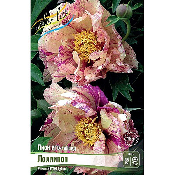 Пион Ито-Гибрид Лоллипоп 2/3 n 5 шт Биг-пак 9938 