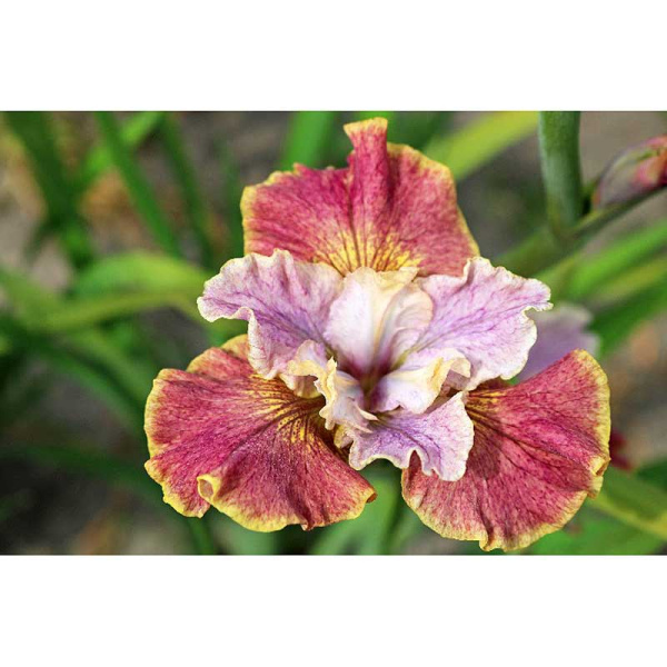 Ирис Сибирский Фестив Кокетт I 1 шт