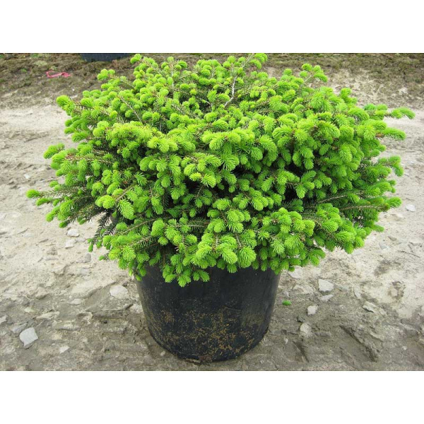 Ель Обыкновенная Нидиформис C1.5 шт