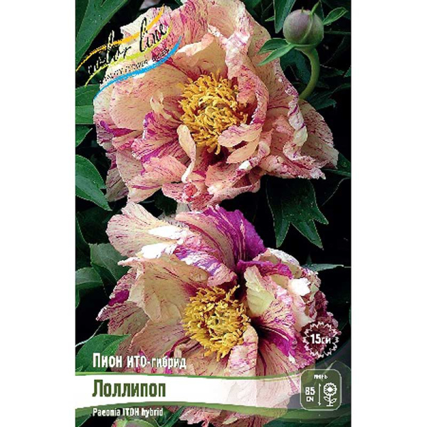 Пион Ито-Гибрид Лоллипоп 2/3 n 5 шт Биг-пак 9938 