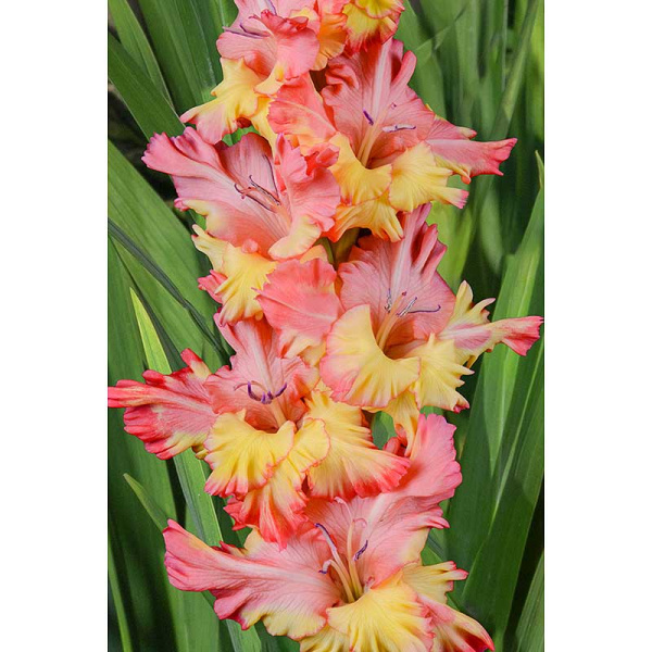 Гладиолус Чебурашка 8/10 5 шт, Садовита 