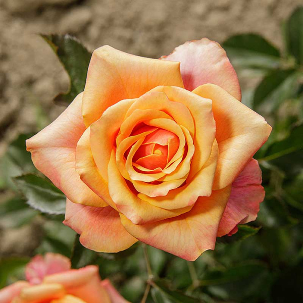 Роза чайно-гибридная Черри Бренди Садовита