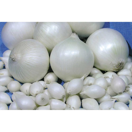 Лук-севок СТАРДАСТ 10-21 20кг +/-5% (цена за мешок) РОССИЯ 