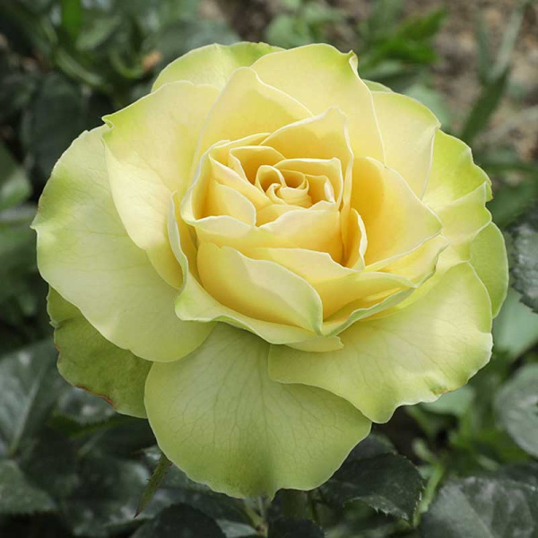 Роза чайно-гибридная Грин Фэшн Садовита