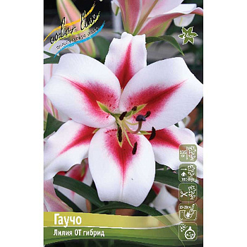 Лилия Гаучо 16/18 3 шт