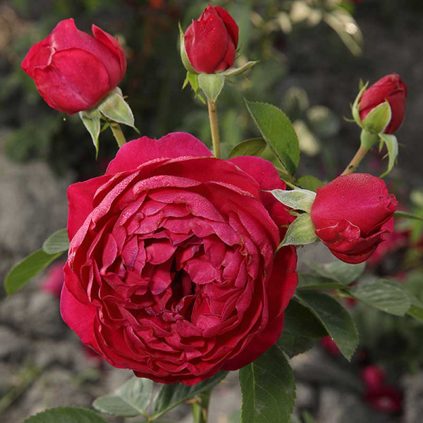 Роза чайно-гибридная Аскот Садовита