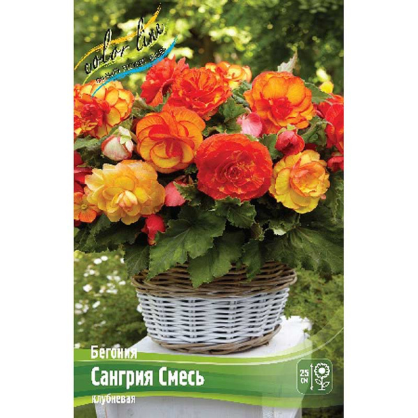 Бегония Сангрия Смесь 4/5 50 шт Шоу-бокс 14146