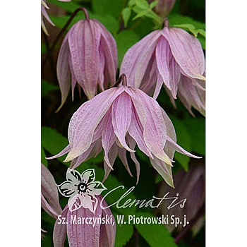 Клематис Пинк Дрим C2 шт