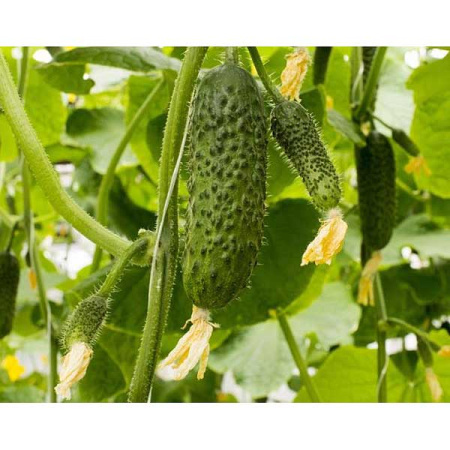 Огурец СВ4097 ЦВ 250 шт Маринда/Seminis