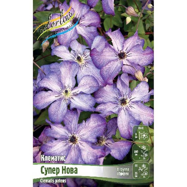 Клематис Супер Нова I 25 шт Биг-пак 4638