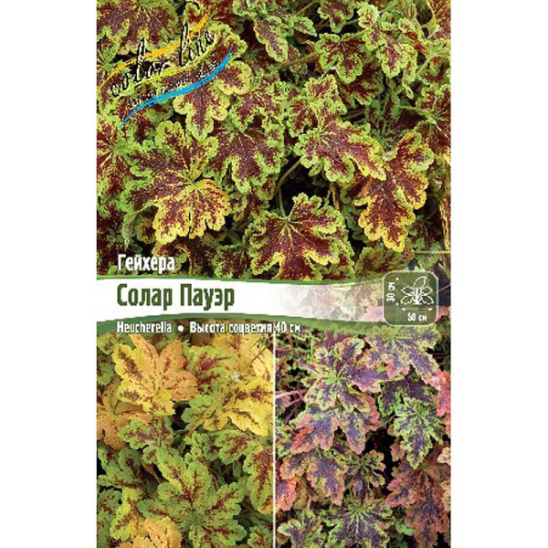 Гейхерелла Солар Пауэр I 1 шт