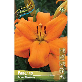 Лилия Равелло 12/14 25 шт Биг-Пак 10279