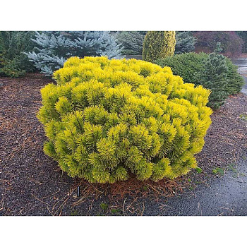 13685 Сосна Горная Винтерсонн C3 20-25cm ,шт