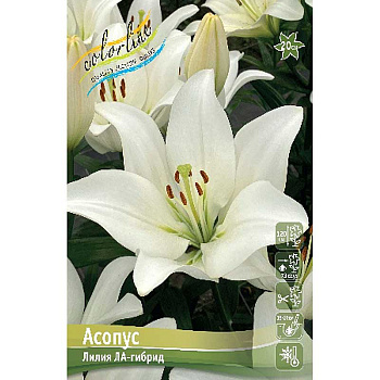 Лилия Асопус 10/12 7 шт