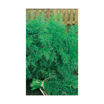 Укроп Аллигатор МАРС Б