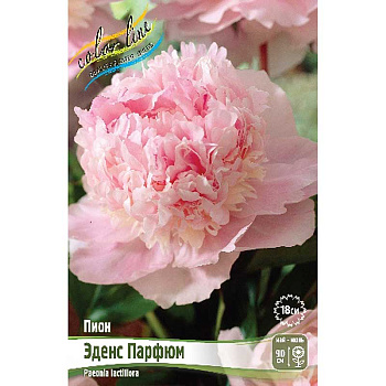 Пион Эденс Парфюм 2/3 n 1 шт