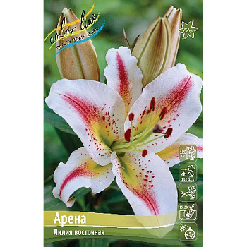 Лилия Арена 12/14 5 шт