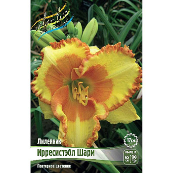 Лилейник Ирресистэбл Шарм I 1 шт