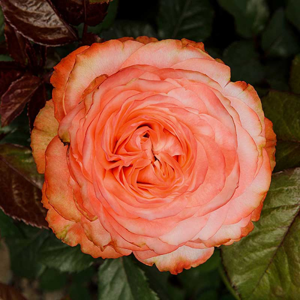 Роза чайно-гибридная Кахала Садовита